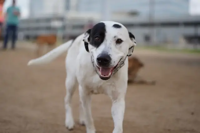 Black and white dog holding a tennis ball